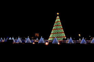 Christmas Trees in the captial