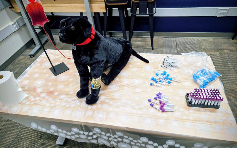 Career Connections: Veterinary Medicine in Action!