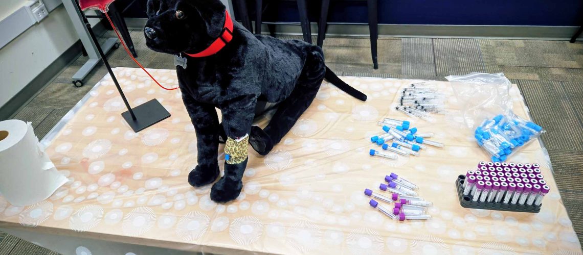 Career Connections: Veterinary Medicine in Action!
