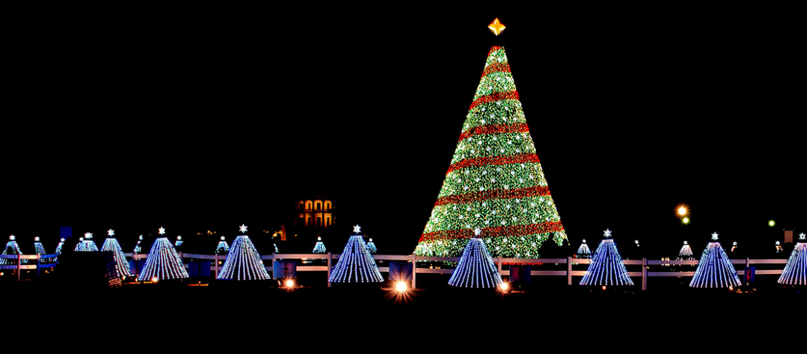 Christmas Trees in the captial